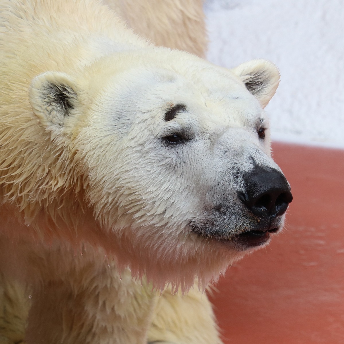動物園・水族館で生まれたホッキョクグマの家系を探ろう – zoo zoo diary